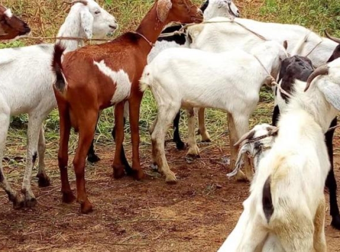 Bunia/ Élevage : la rareté des petits bétails fait grimper les prix